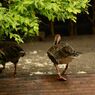 雨上がりの後ろ姿