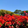 五稜郭公園にて11