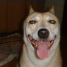 座敷犬だワンwww