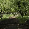 useing@