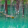 美瑛町　青い池
