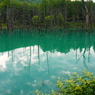美瑛町　青い池