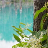 美瑛町　青い池