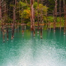 美瑛町　青い池