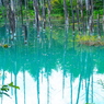 美瑛町　青い池