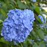 紫陽花