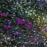 梅花藻とサルスベリ