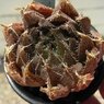 ミラーボール×ボルシー