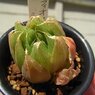 キフィオフィラ×シンビフォルミス