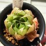 キフィオフィラ×シンビフォルミス