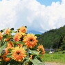里山の夏