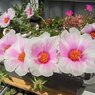 巨大輪マツバボタン