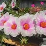 巨大輪マツバボタン