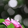 花便り　- 木漏れ日と木槿 -