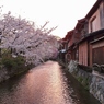 京都 祇園白川　桜