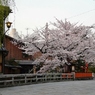 京都 祇園　桜