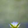 雨の化身