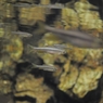 京都水族館4