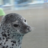 京都水族館5