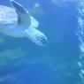 京都水族館7