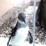 京都水族館11