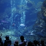 京都水族館12