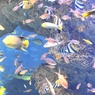 京都水族館13