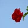 IMGP0867-1