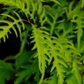 IMGP0924-1