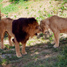 THE ZOO#2