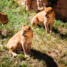 THE ZOO#3