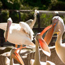 THE ZOO#9