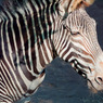 THE ZOO#10