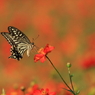 生き物写真館　- 花壇の人気者 -