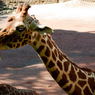 THE ZOO#12