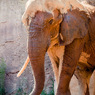 THE ZOO#14