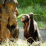 THE ZOO#17