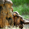 THE ZOO#18
