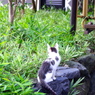 アッチムイテホイ