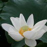蓮の花