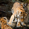 THE ZOO#31