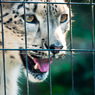 THE ZOO#33
