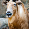 THE ZOO#35