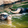 THE ZOO#37