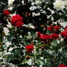 IMGP1178