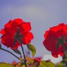 夏の赤いバラ