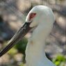 ニホンコウノトリ