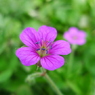 P1110529