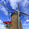 印旛沼・風車　- 真夏の赤い薔薇 -