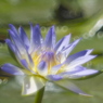 惜夏